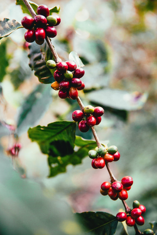 Coffee beans growing on a branch — illustrating the origin and terroir of single origin coffee